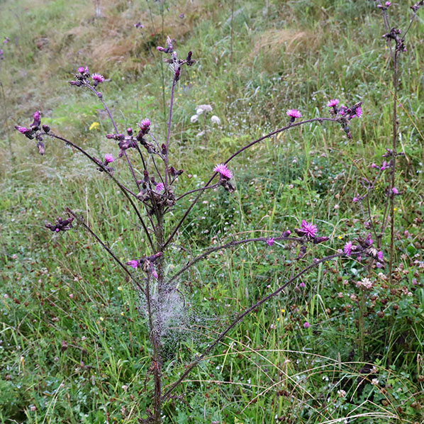 Hans & Gina mom - Vakantie 2022 Kleinarl
